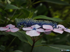 小平あじさい公園12