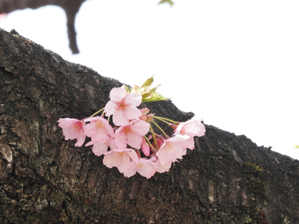 修善寺桜4