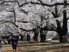 稲荷山公園・桜 3
