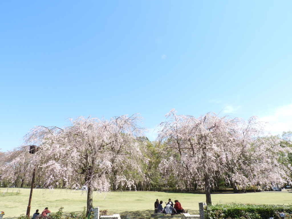 枝垂れ桜8