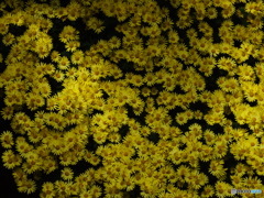 新宿御苑・菊花展7