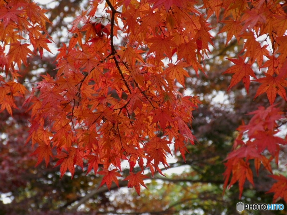 月の石もみじ公園5