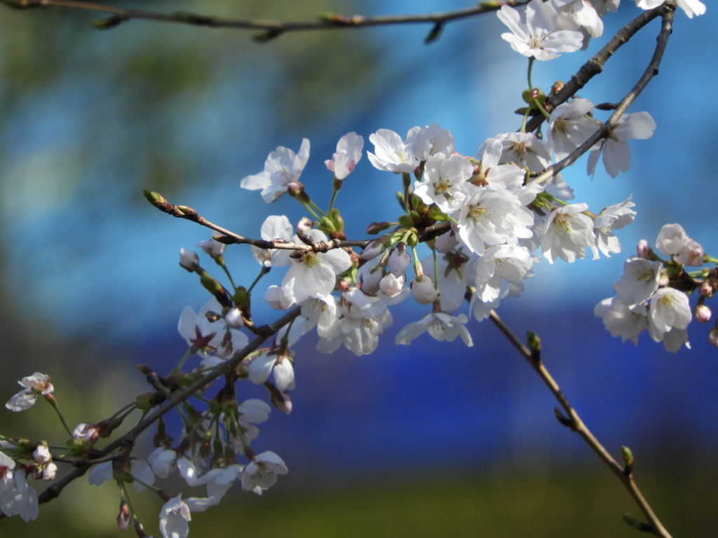 桜2