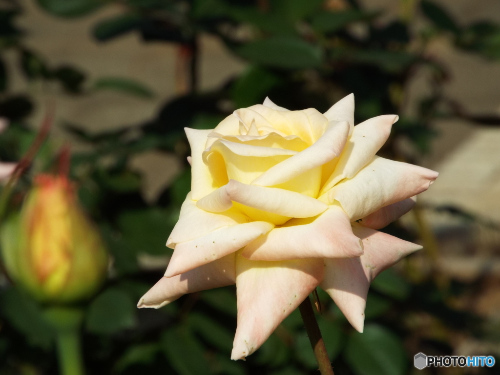 秋薔薇22