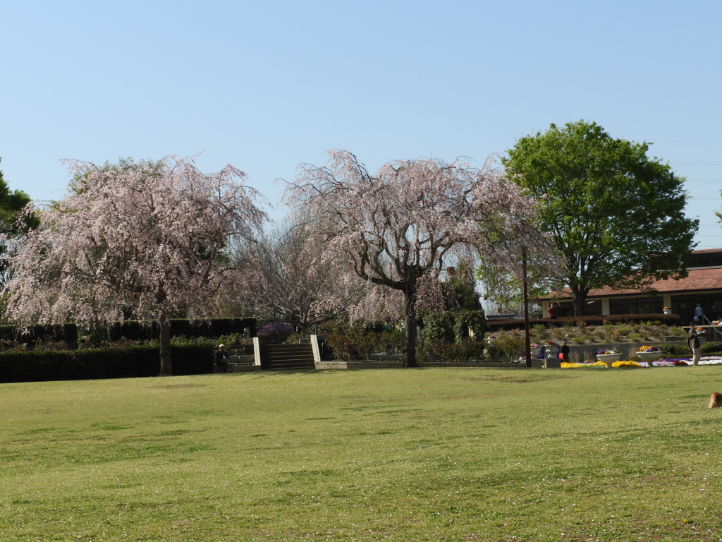 枝垂れ桜11