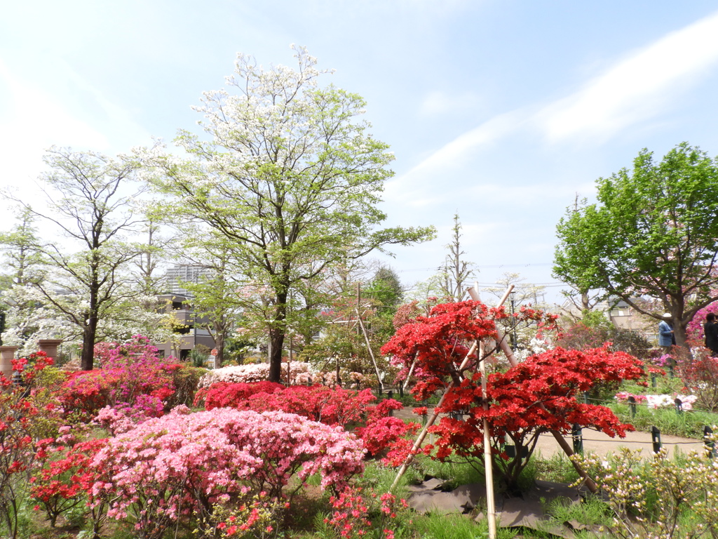 平成つつじ公園13