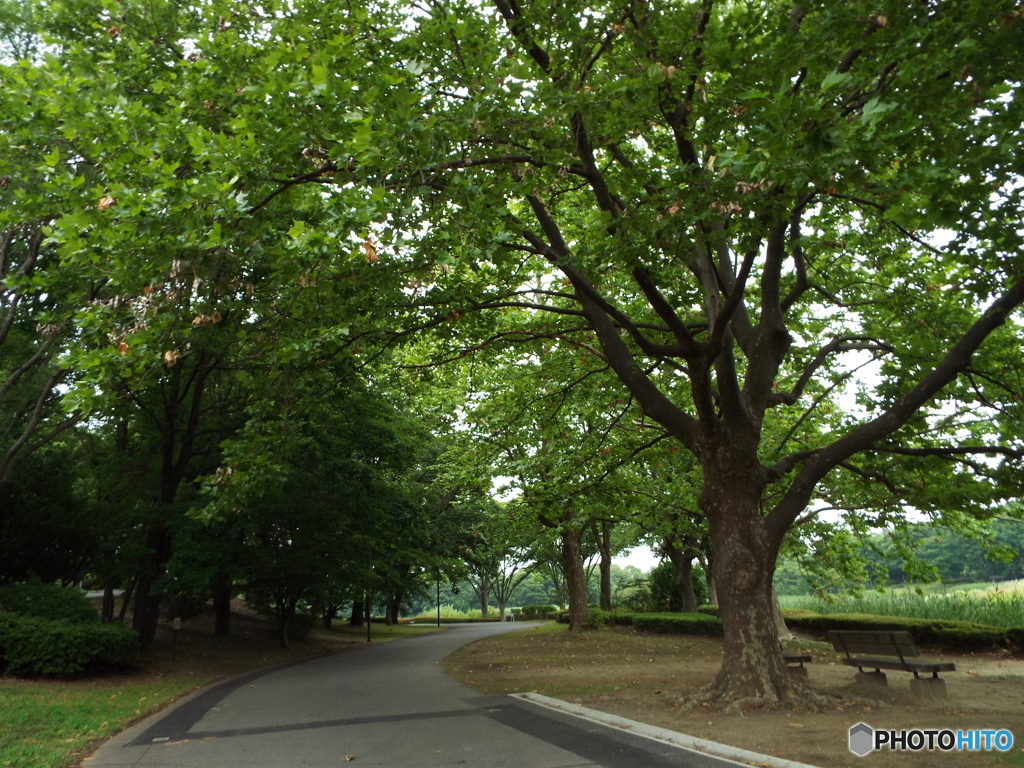 深緑の昭和記念公園2