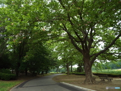 深緑の昭和記念公園2