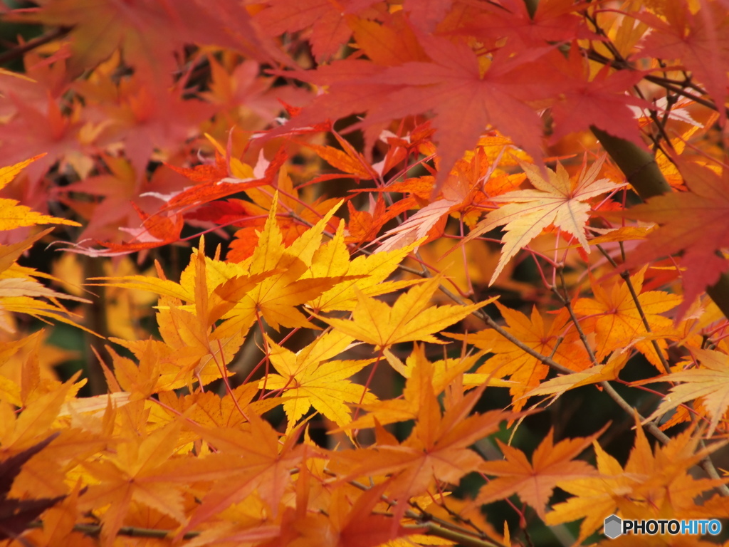 紅葉の能仁寺16