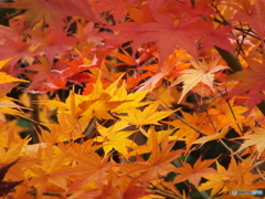 紅葉の能仁寺16