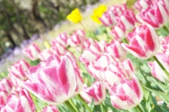 DSCF0485