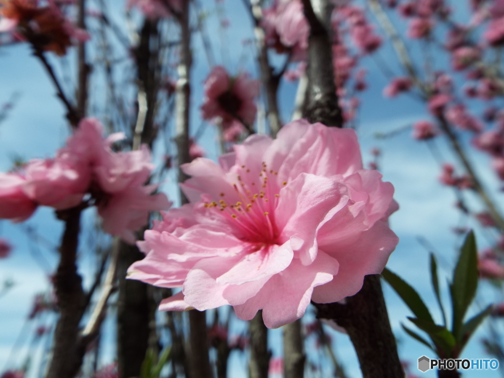 花桃3