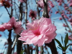 花桃3