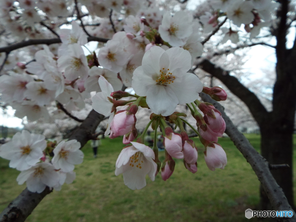 桜4
