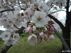 桜4