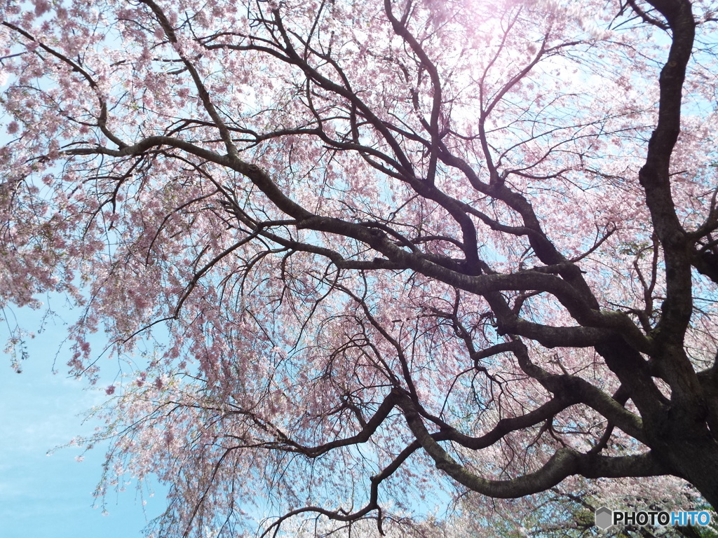枝垂れ桜9