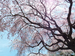 枝垂れ桜9