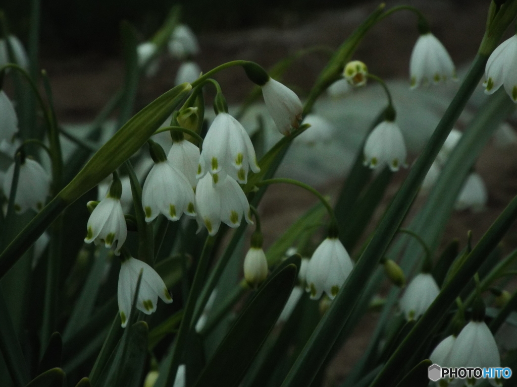 スノーフレーク