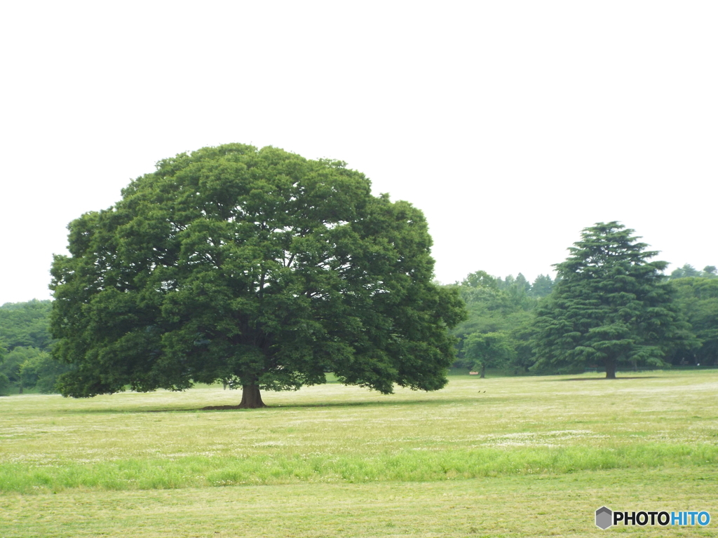 深緑の昭和記念公園13