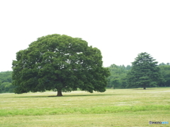 深緑の昭和記念公園13