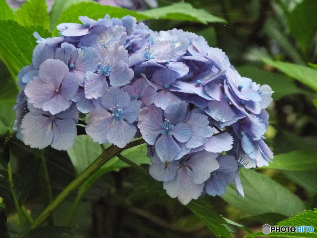 アジサイ8