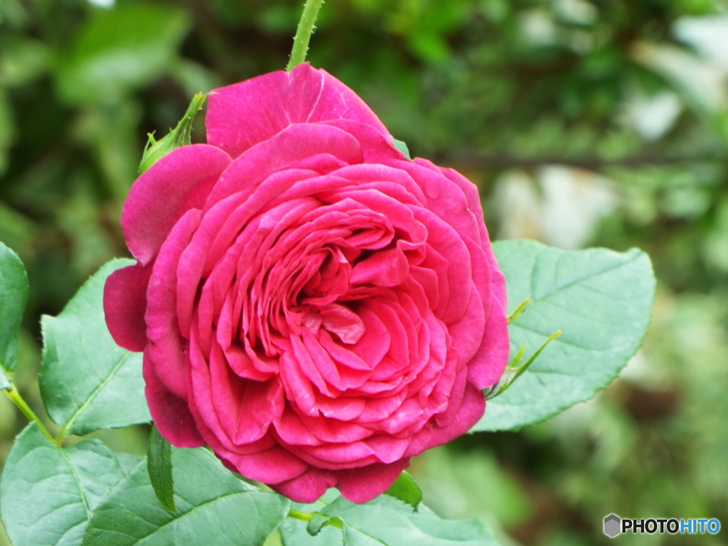 薔薇11