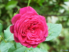 薔薇11