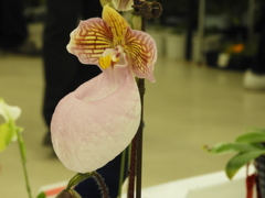 蘭3