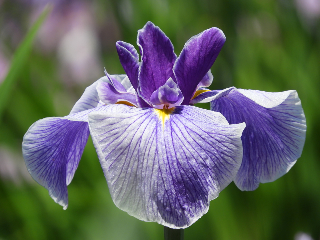 北山公園・菖蒲苑10