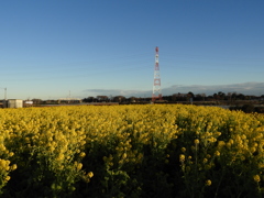 冬の菜の花畑2