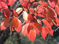 中院・紅葉
