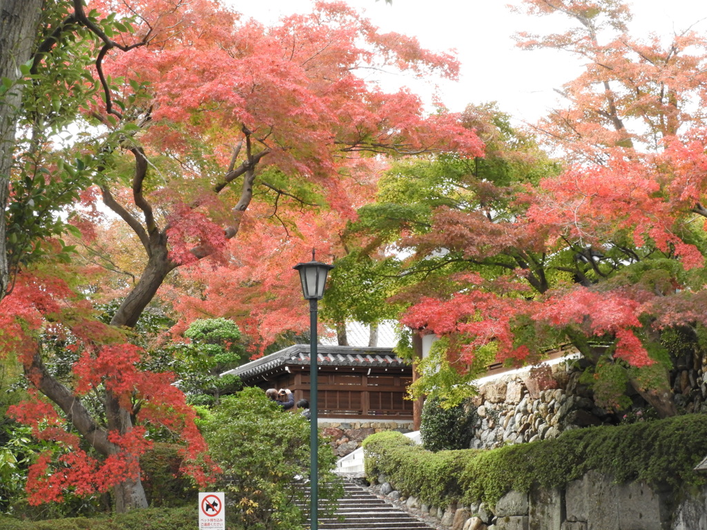 能仁寺の紅葉 14