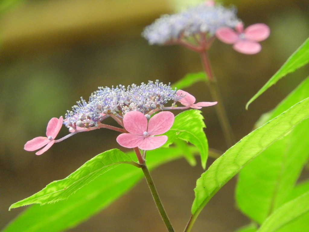 豊島園・紫陽花21
