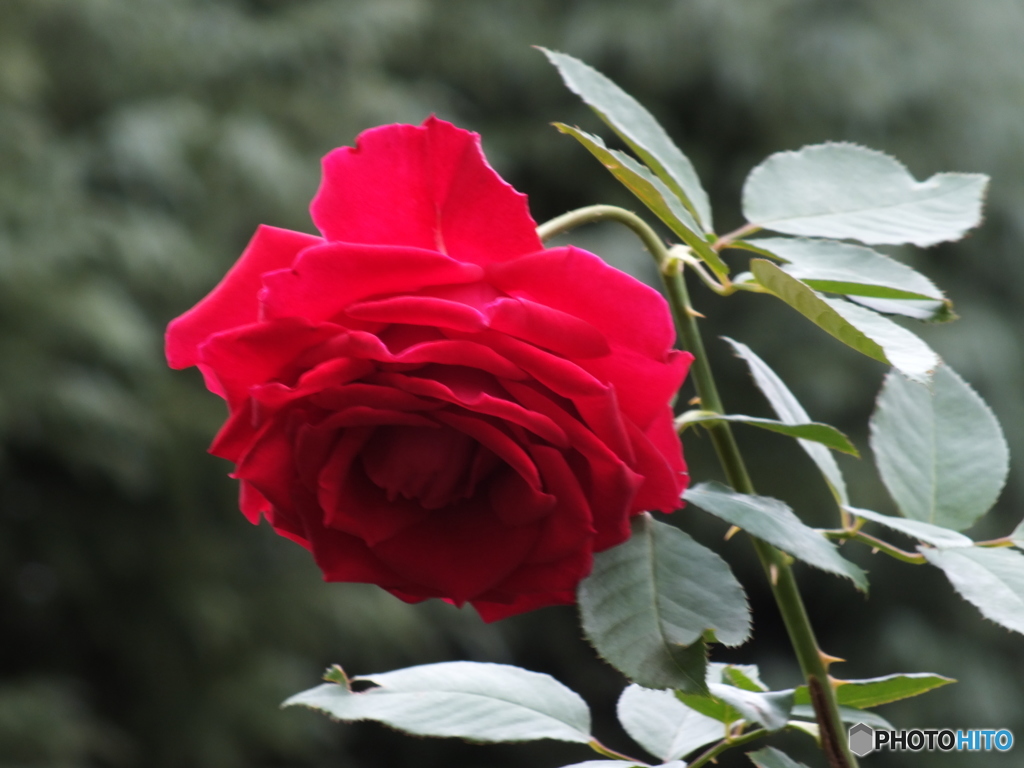 薔薇4