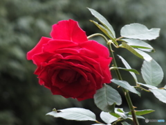 薔薇4