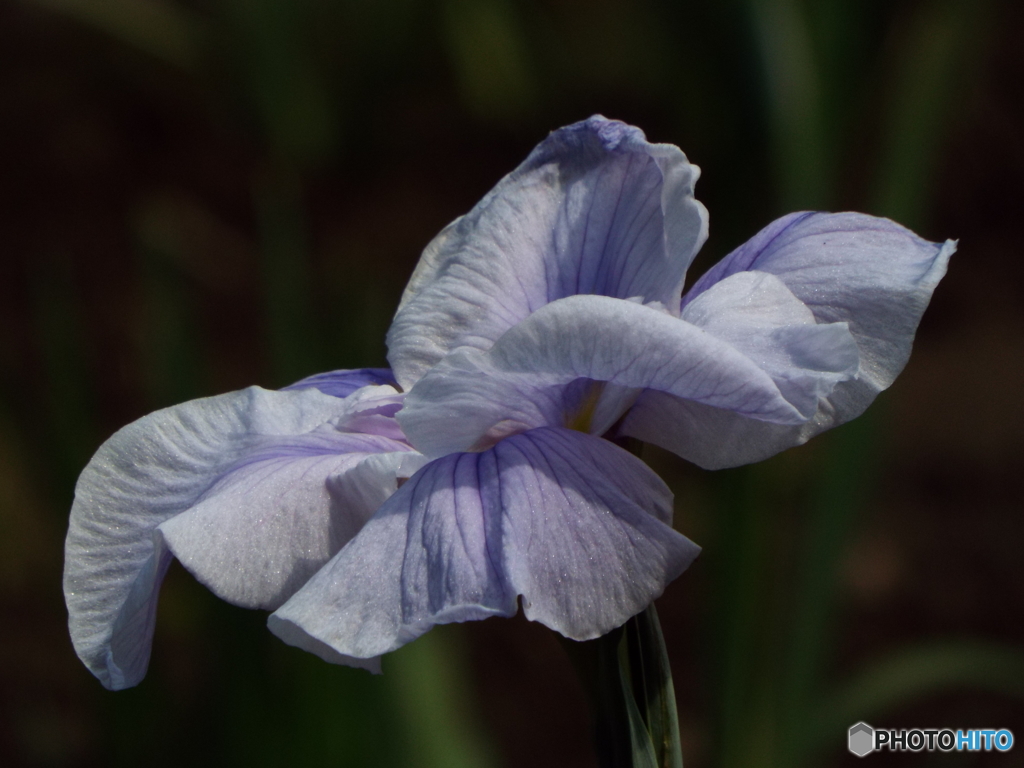 花菖蒲15