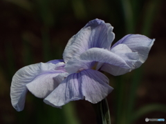 花菖蒲15