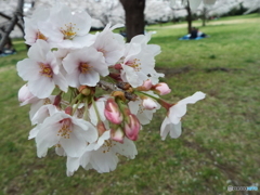桜5