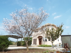 冬桜の咲く家