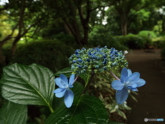 あじさい11