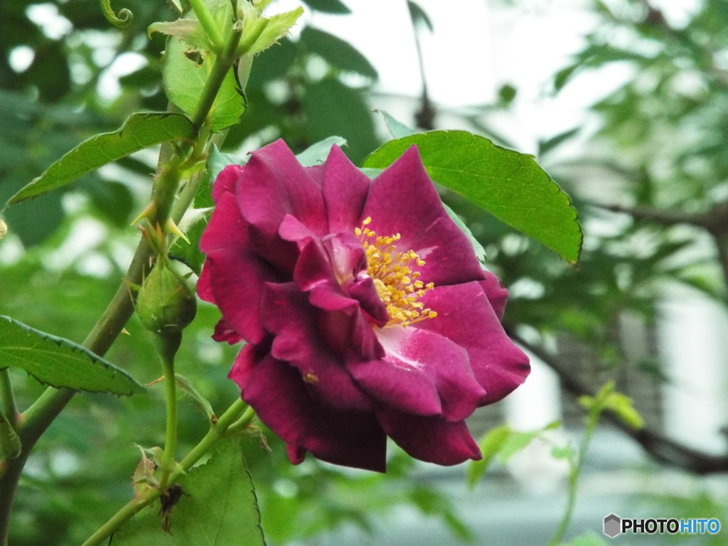 薔薇14