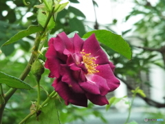 薔薇14