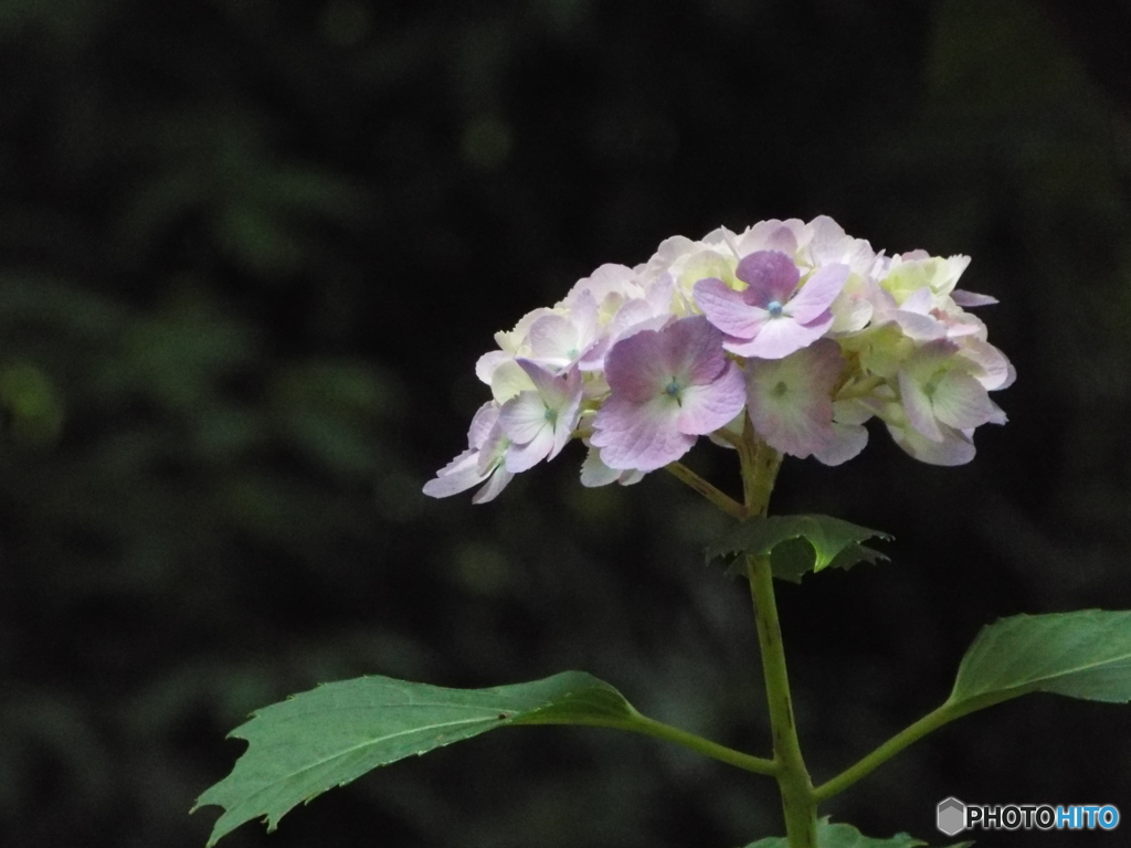 日本庭園の紫陽花9