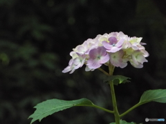 日本庭園の紫陽花9