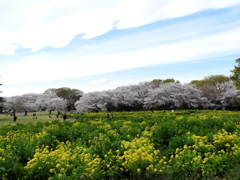 桜&菜の花6