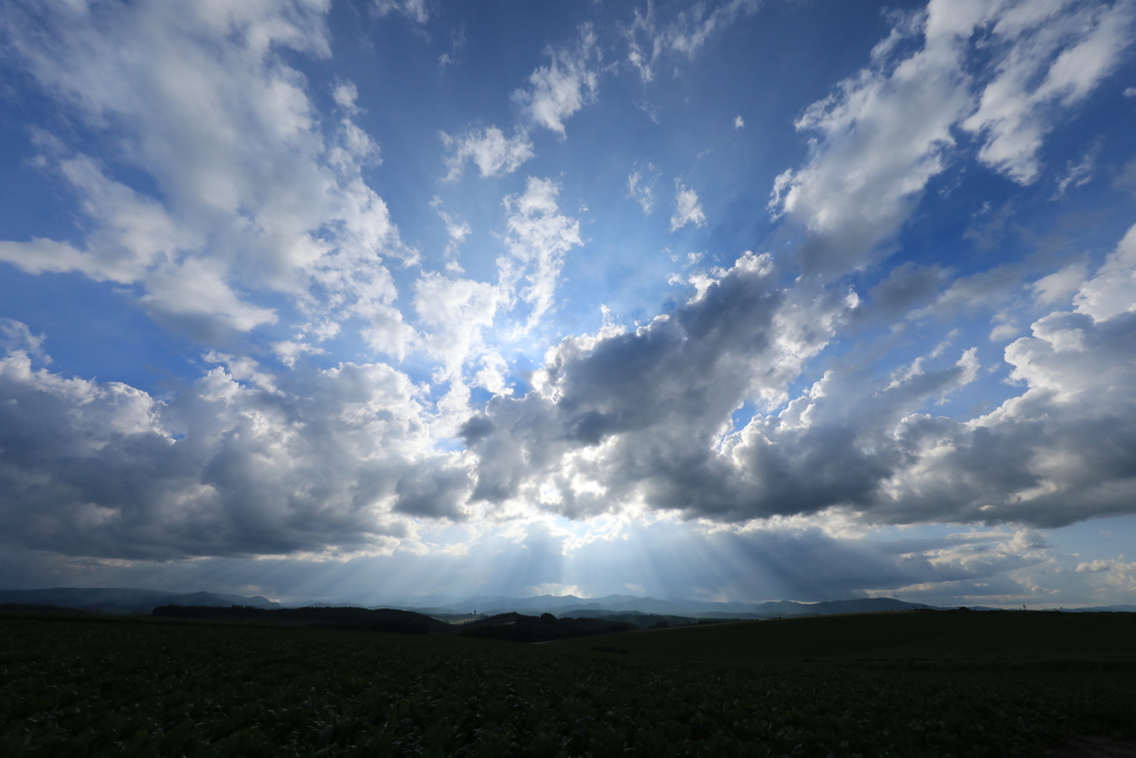 美瑛は 天気良かった～ 久しぶり！