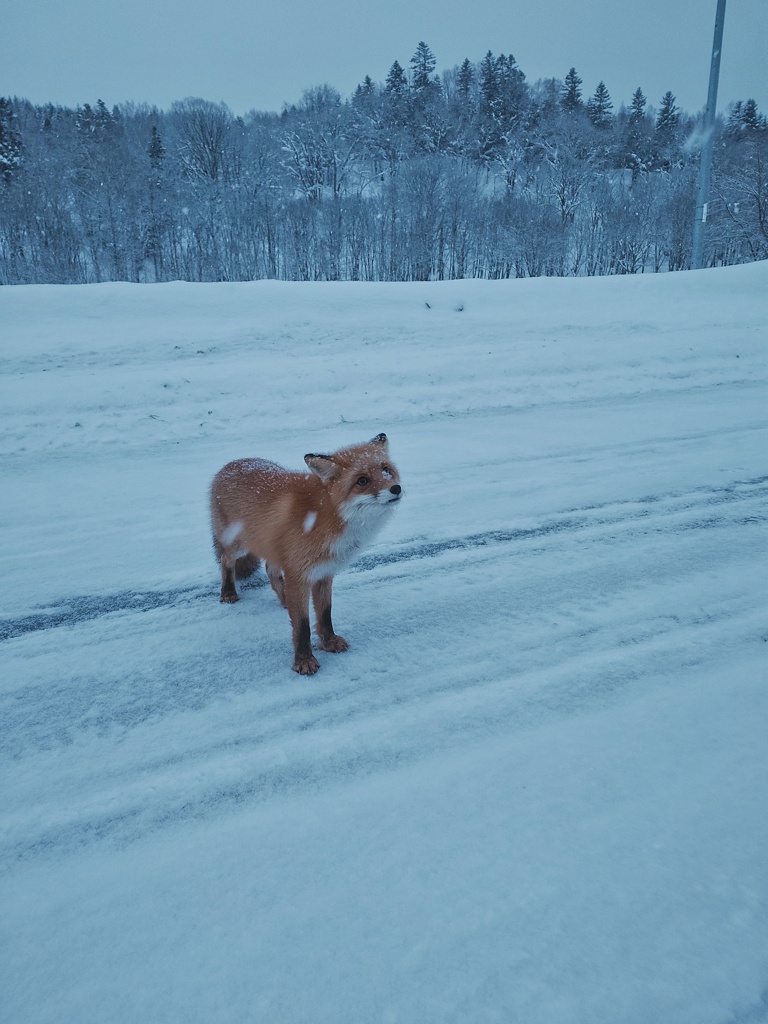 キタキツネ