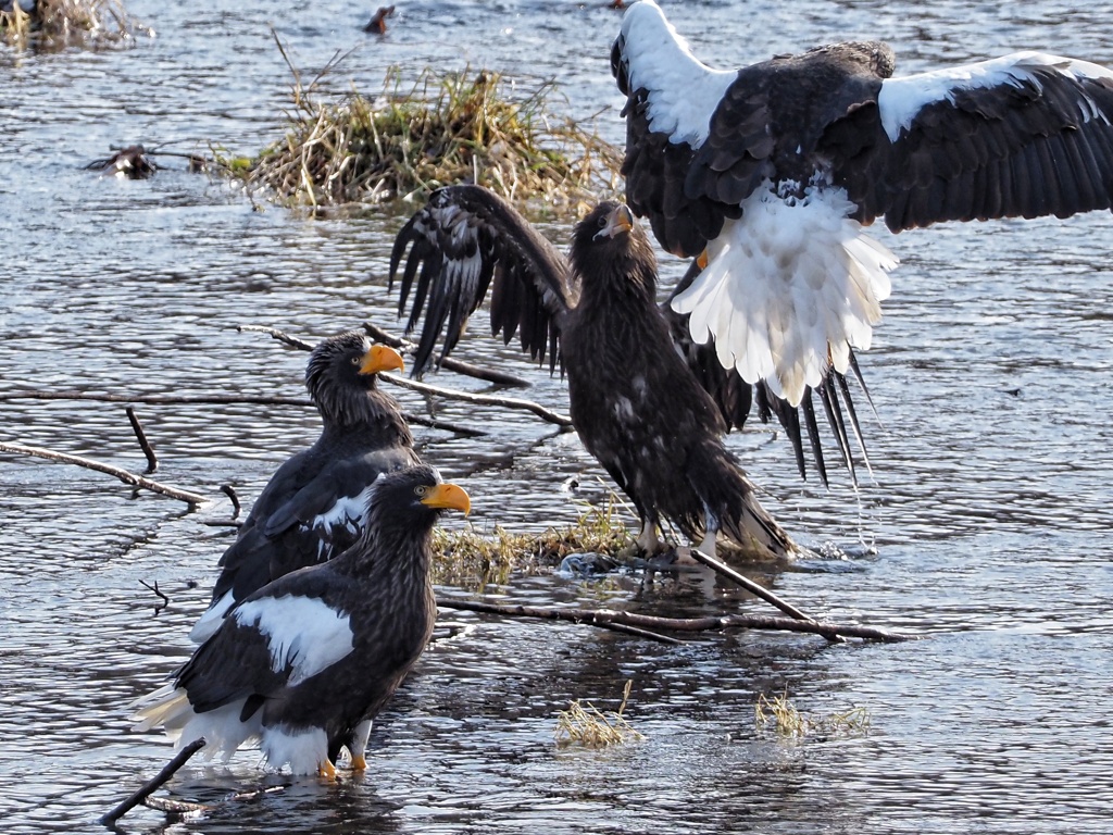 お父さんお母さん見ないふり