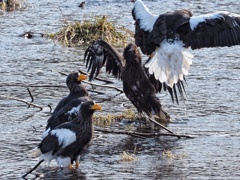お父さんお母さん見ないふり