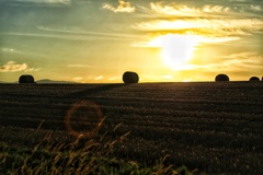 いつもの美瑛丘